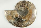 Cut & Polished Ammonite Fossil (Half) - Madagascar #200120-1